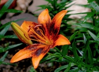 «Цветы Сахалина» закончились