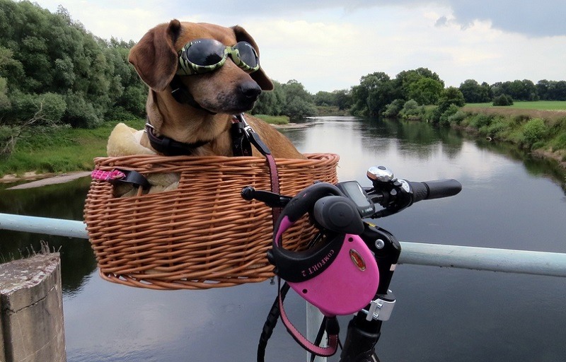 pets_bike_basket_mir_korzin_russia.jpg pets_bike_basket_mir_korzin_russia.jpg